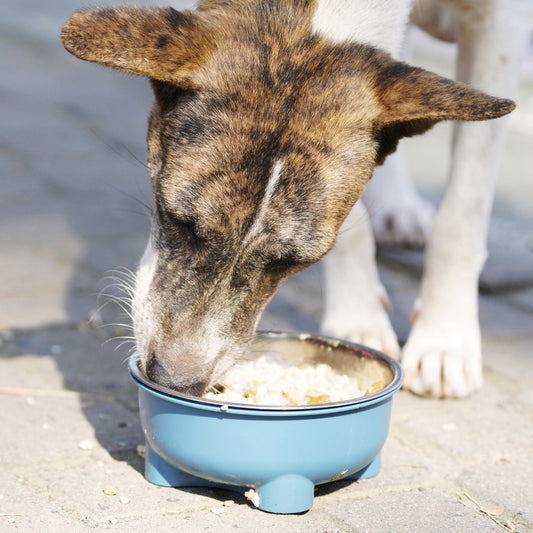 Feeding Stray Dogs in the Philippine Slums